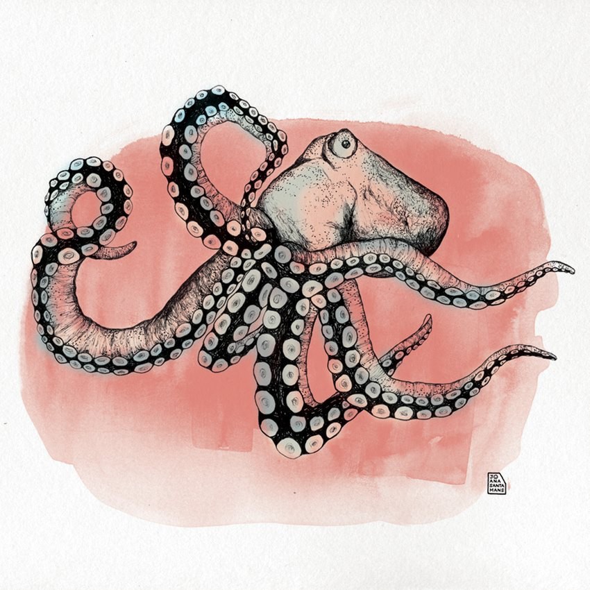 Joana Santamans - Pink Octopus